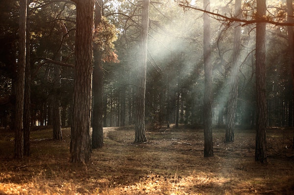 Many natural burial grounds are in woodlands