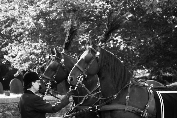 Gallery image 4 for Horse Drawn Carriages